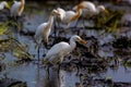 TheÃÂ cattle egretÃÂ - Bubulcus ibis